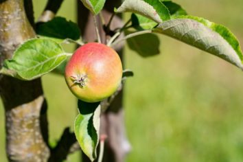 apple imac